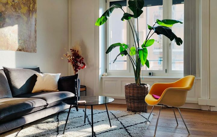 Behandlungsraum mit Sofa, Sessel und grosser Pflanze
